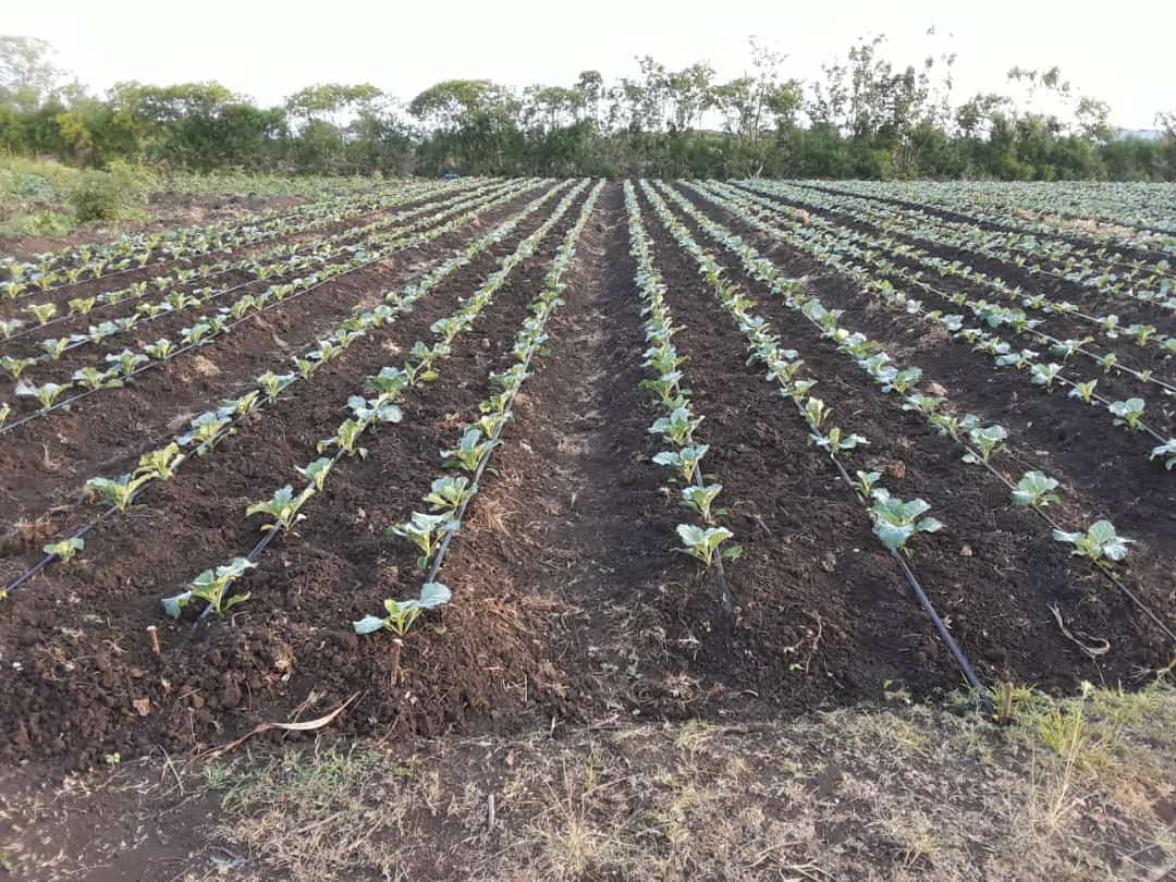 Efficient Drip Irrigation system