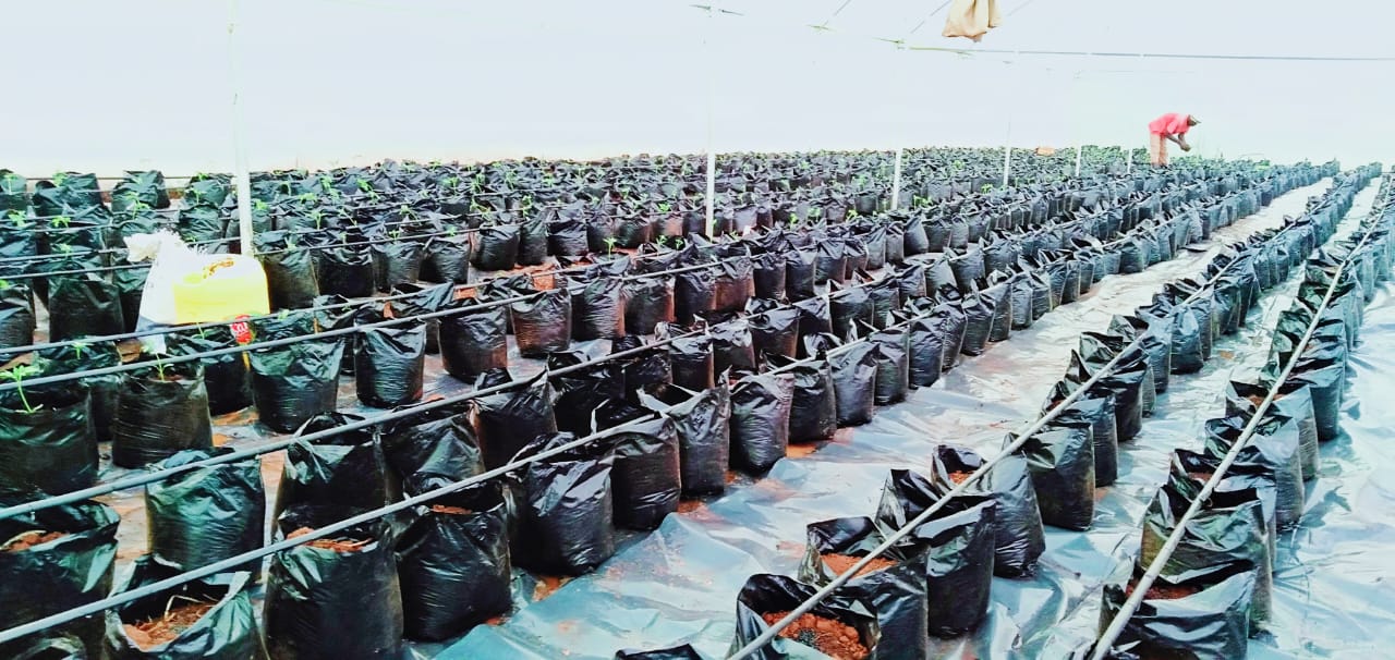 Complete Hydroponic Growing System