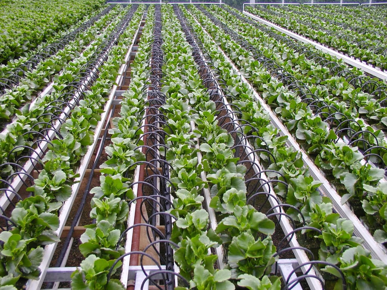 Grow Bags and Trays for planting