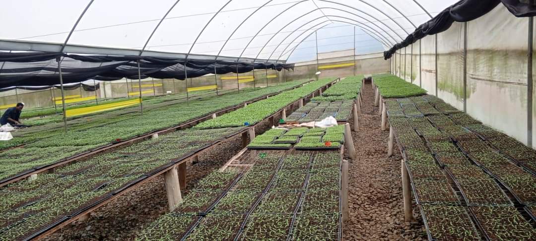 Organic Fertilizers and rich compost